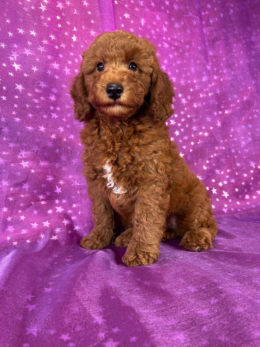 Male Miniature Goldendoodle Puppy for Sale DOB 7-3-2026 $1200